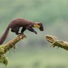 Pine Marten (Martes martes) leaping between mossy logs (2 of 3 in sequence)